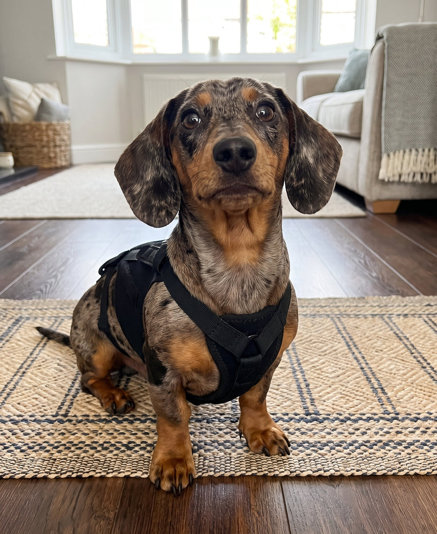 A dachshund resting at home during crate rest